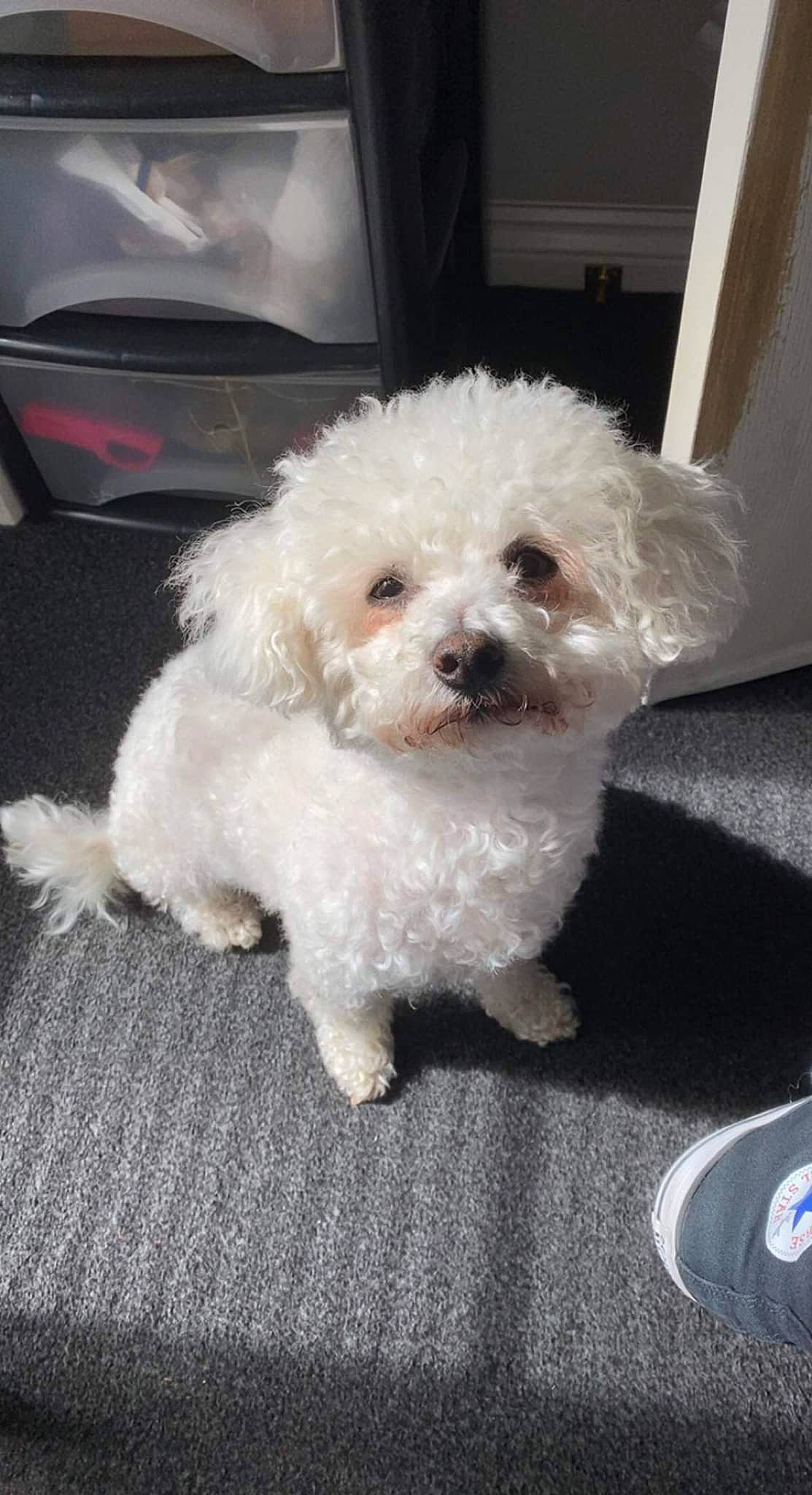 Bobby is registered to the contest to win money with this photo: bichon, canidae, carnivore, cockapoo, companion_dog, dog, dog_breed, labradoodle, maltepoo, non_sporting_group, poodle, poodle_crossbreed, shih_poo, small_terrier, sporting_group, terrier, toy_dog, water_dog, yorkipoo