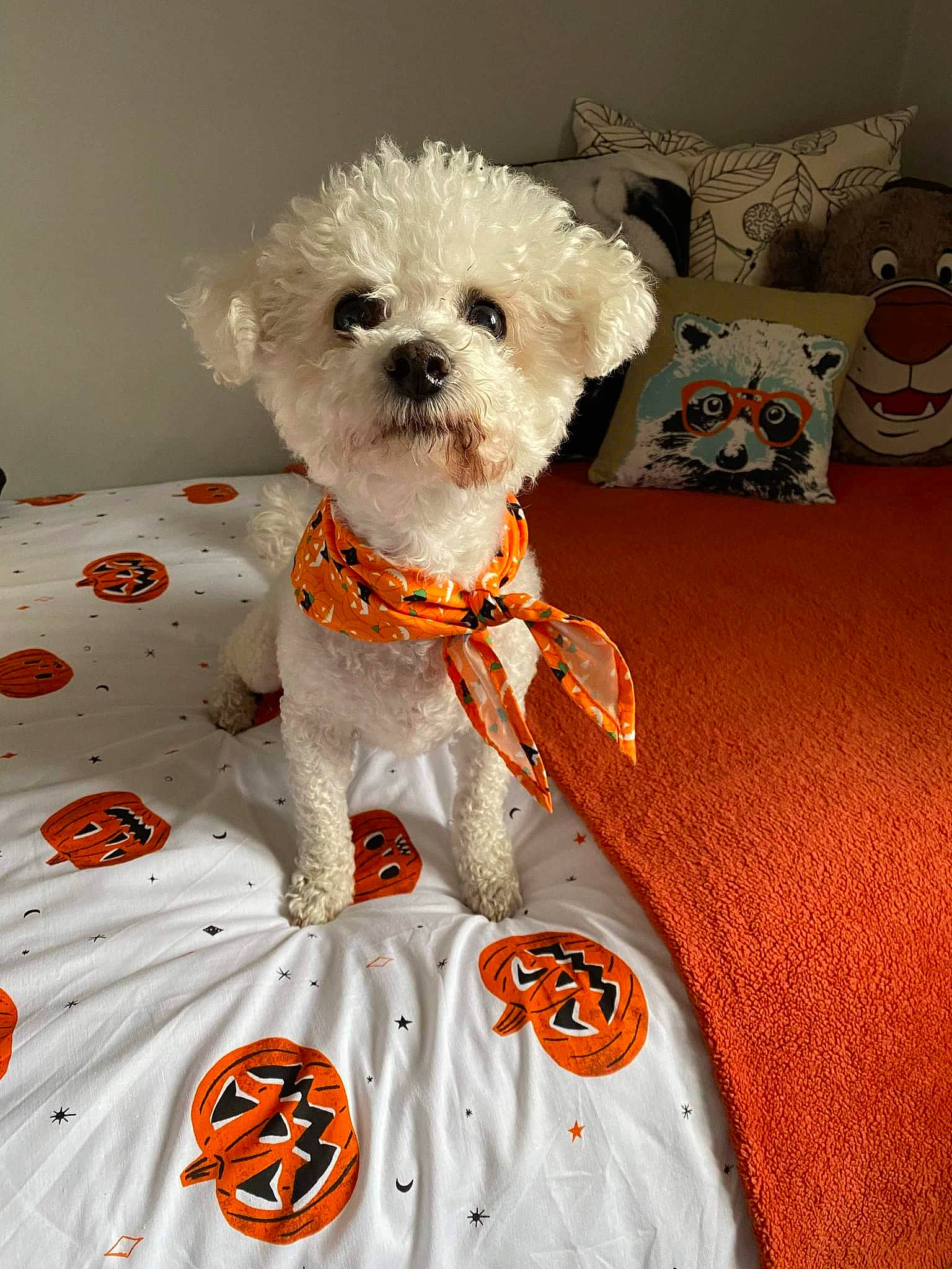 Bobby joined the competition — help win amazing prizes! bow_tie, canidae, carnivore, collar, companion_dog, dog, dog_breed, dog_clothes, dog_collar, dog_supply, fashion_accessory, fawn, snout, sporting_group, stuffed_toy, teddy_bear, terrier, toy, toy_dog, working_animal
