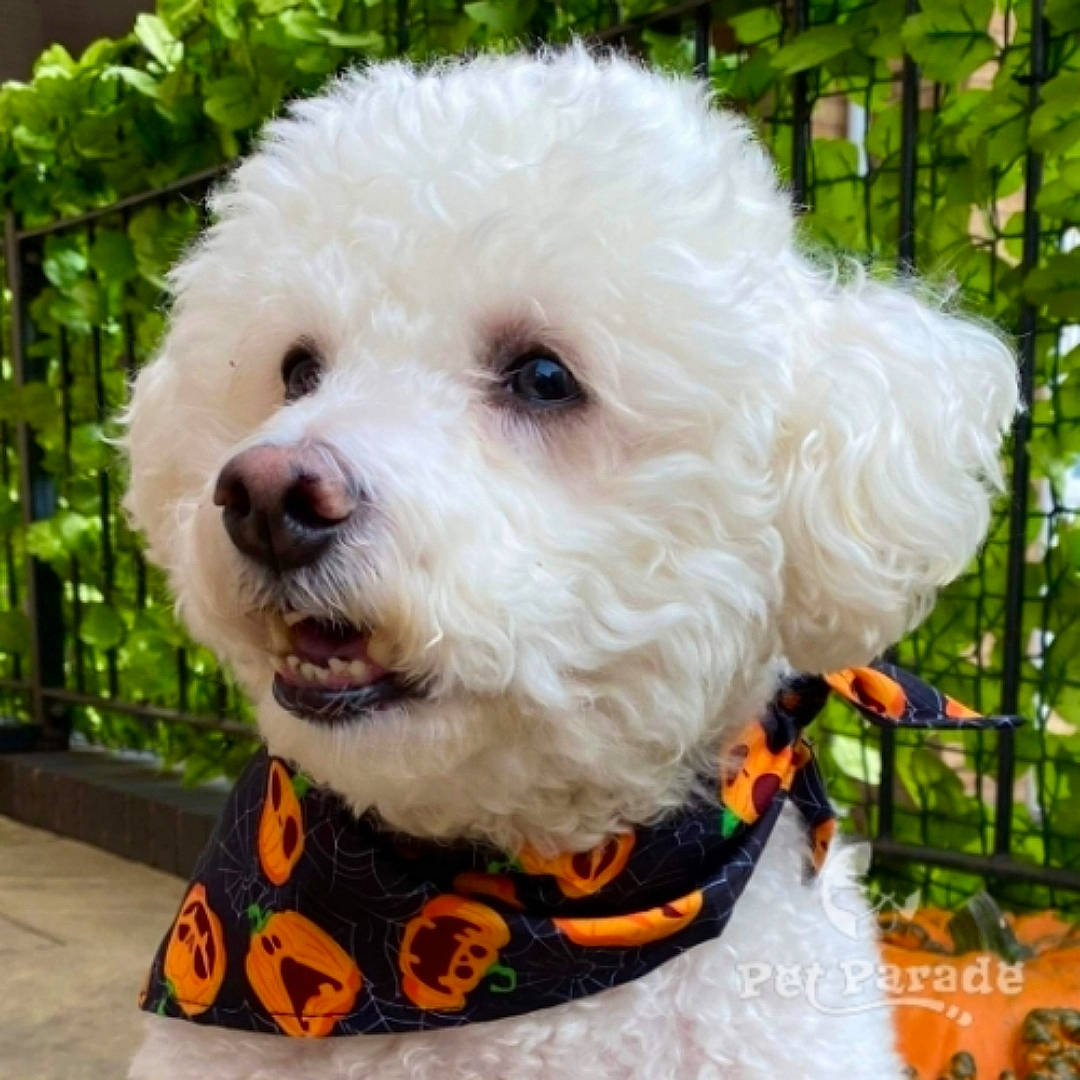 Benji Boo joined the competition — help win amazing prizes! canidae, carnivore, collar, companion_dog, dog, dog_breed, dog_clothes, dog_collar, dog_supply, grass, labradoodle, pet_supply, plant, poodle, snout, sporting_group, terrier, toy_dog, water_dog, working_animal