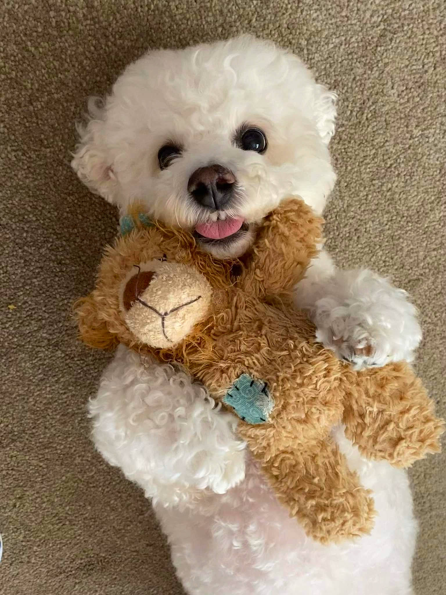 Benji Boo joined the competition — help win amazing prizes! baby_toys, canidae, companion_dog, dog_breed, fawn, fur, pattern, plush, stuffed_toy, teddy_bear, toy, toy_dog