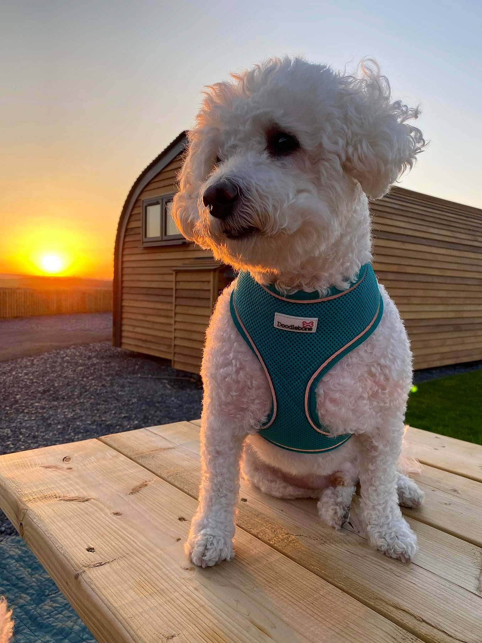 Benji Boo is registered to the contest to win money with this photo: canidae, carnivore, collar, companion_dog, dog, dog_breed, dog_clothes, dog_collar, dog_supply, fawn, hardwood, labradoodle, plank, poodle, sky, small_terrier, sunset, terrier, toy_dog, wood