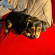 Piper joined the competition — help win amazing prizes! dog, black_dog, tan_dog, red_collar, red_surface, blanket, pillow, indoor, pet, canine, resting, looking, cozy, fur, ears, nose, paw, animal, domestic, comfort