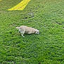Lulu is registered to the contest to win money with this photo: dog, grass, lawn, outdoor, pet, animal, greenery, shadow, daylight, canine, ground, nature, playful, crouching, yard, sunlight, quiet, pets, domestic_animal, backyard