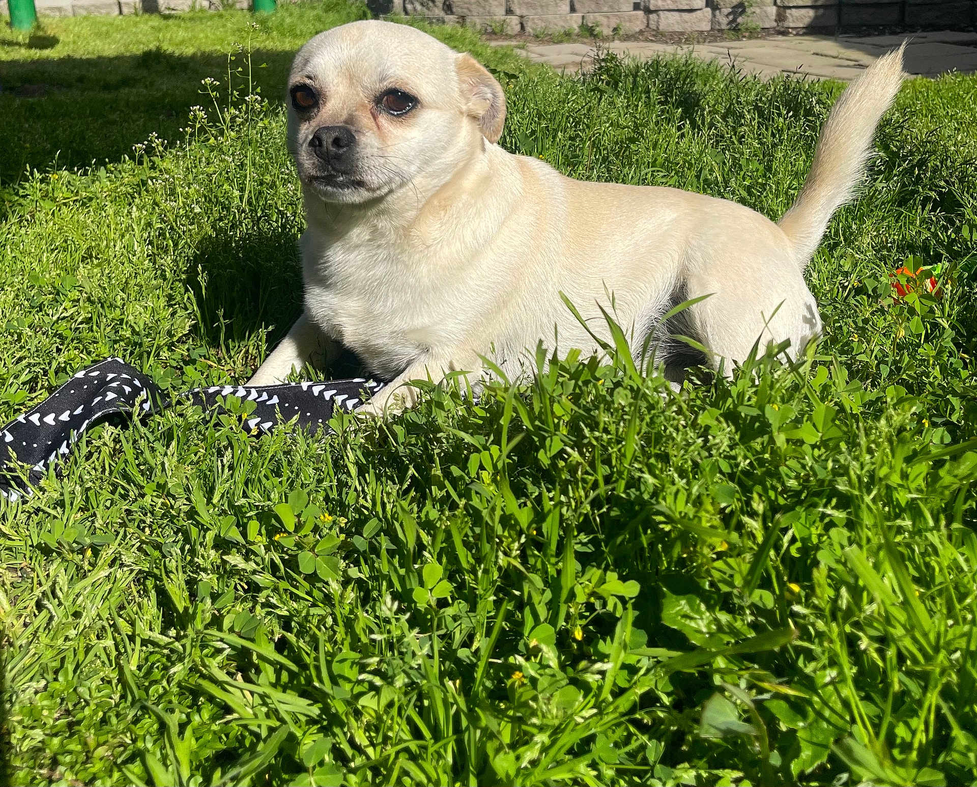 Lulu is registered to the contest to win money with this photo: dog, grass, outdoor, sunlight, pet, canine, nature, greenery, animal, relaxing, daylight, lawn, fur, black_fabric, white_hearts, small_dog, cute, peaceful, summer, shade