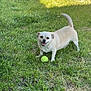 dog, grass, tennis_ball, outdoor, pet, smiling, sunlight, greenery, playing, small_dog, yard, happy, animal, nature, daylight, canine, fun, toy, lawn, shadow