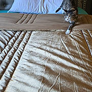 Kitten joined the competition — help win amazing prizes! animal, bed, blanket, cat, comfort, cozy, feline, fur, furniture, headboard, home, indoor, pet, pillow, relaxation, rest, sleepy, stretching, tabby, whiskers