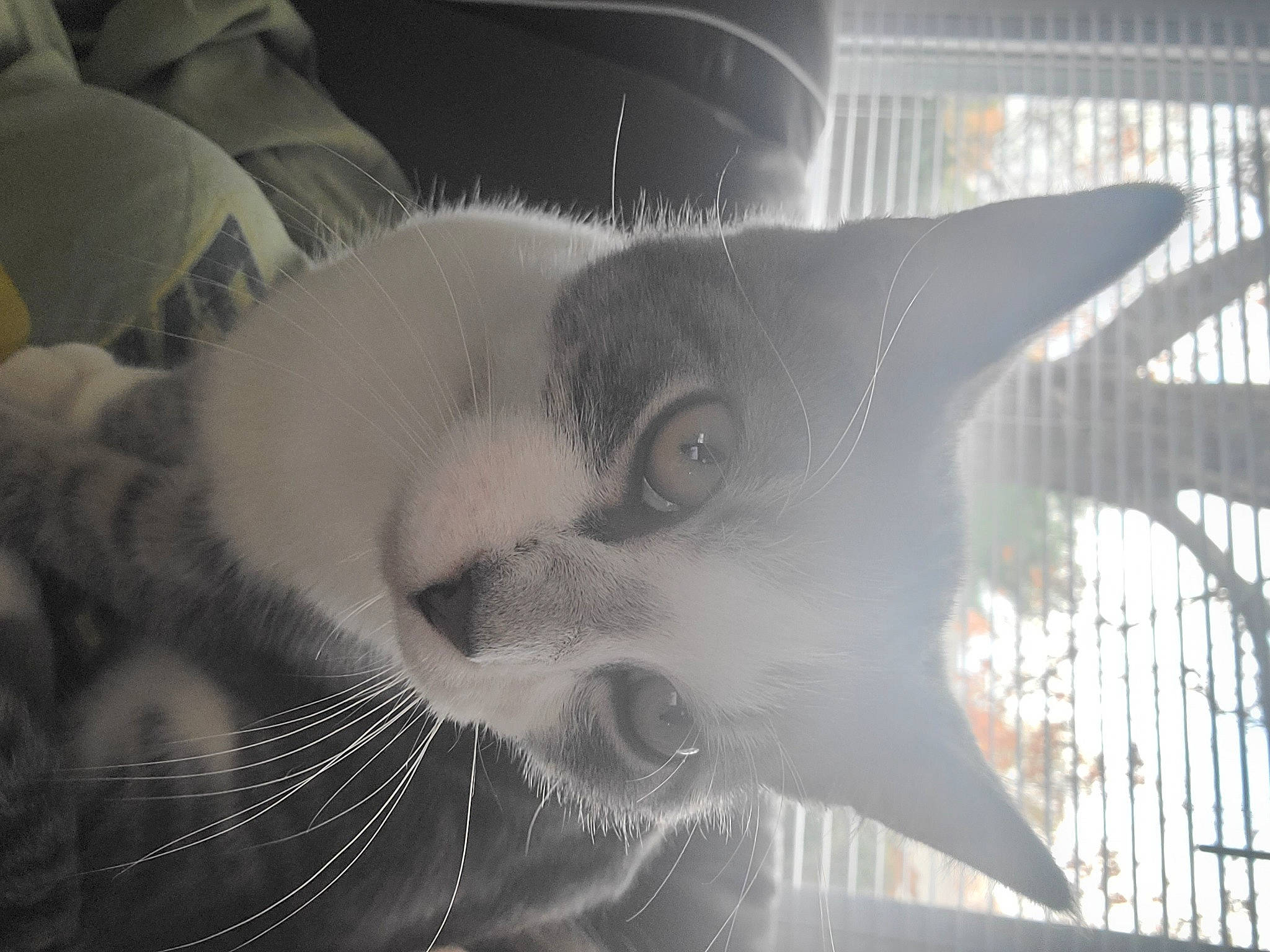 Ratchet joined the competition — help win amazing prizes! carnivore, cat, cloud, comfort, domestic_short_haired_cat, eye, felidae, fur, grey, monochrome, monochrome_photography, pattern, paw, sky, small_to_medium_sized_cats, snout, style, tail, tree, whiskers