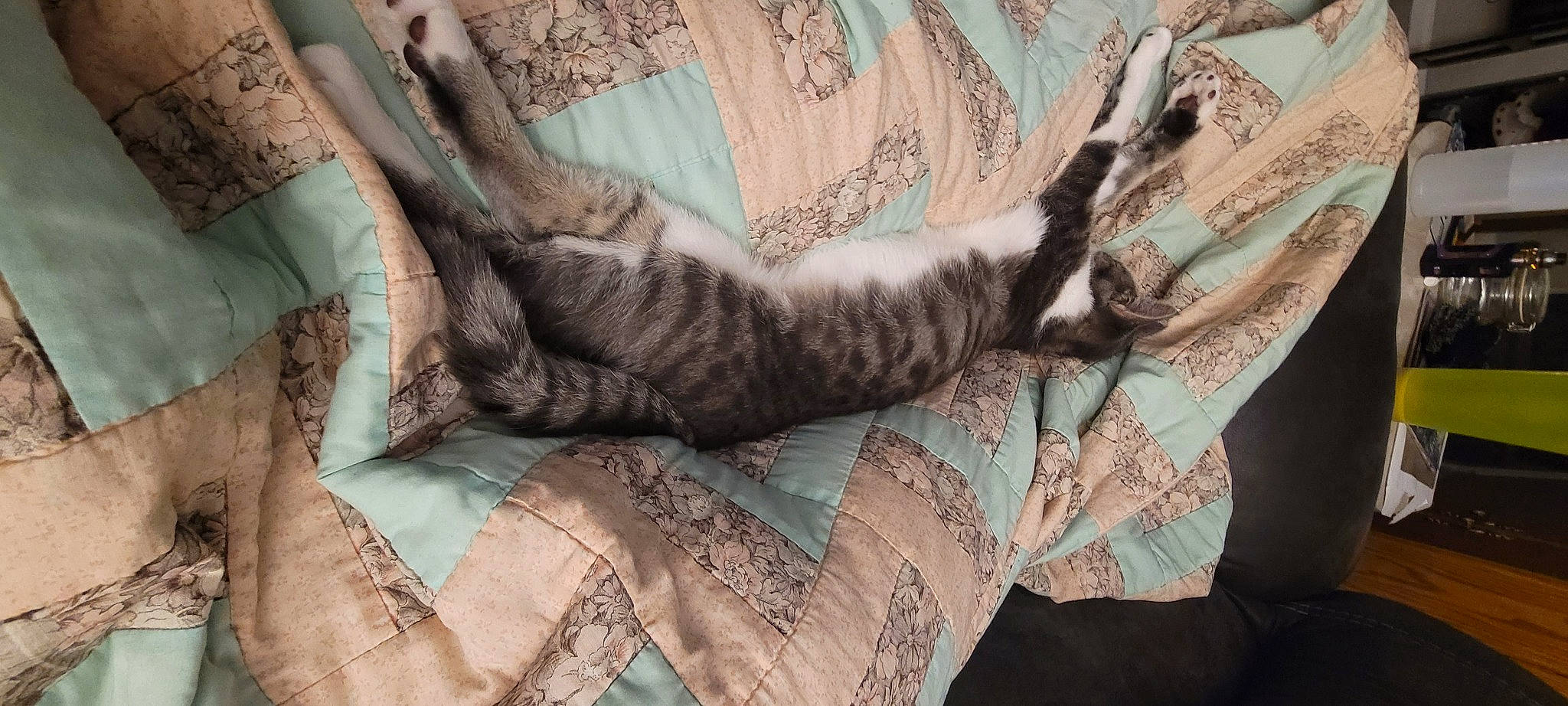 Ratchet joined the competition — help win amazing prizes! bedding, carnivore, cat, claw, comfort, domestic_short_haired_cat, fawn, felidae, fur, grey, linens, pattern, paw, small_to_medium_sized_cats, snout, tail, textile, tree, whiskers, wood