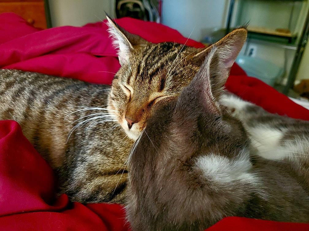 Bambi joined the competition — help win amazing prizes! carnivore, cat, claw, comfort, domestic_short_haired_cat, felidae, fur, linens, nap, paw, sleep, small_to_medium_sized_cats, snout, whiskers