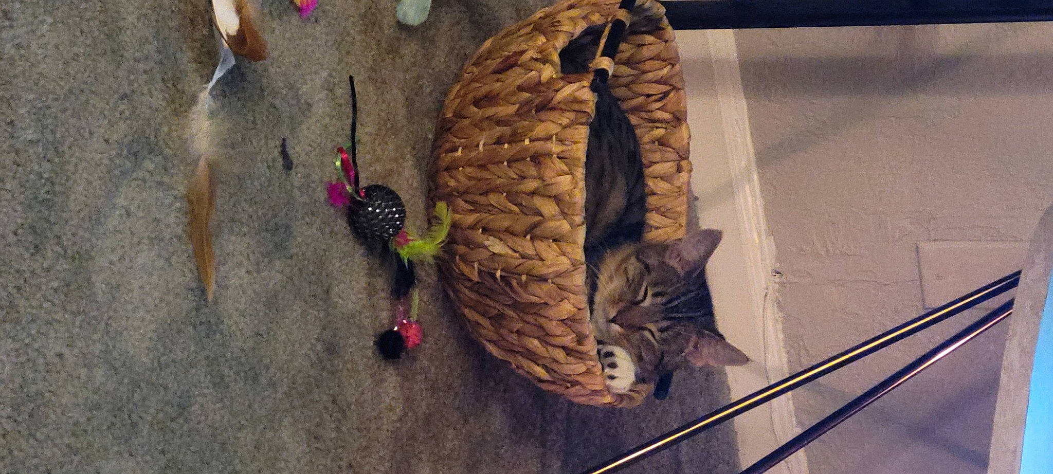 Bambi is registered to the contest to win money with this photo: basket, beak, cat, fashion_accessory, feather, felidae, fur, plant, rope, rope_rhythmic_gymnastics, small_to_medium_sized_cats, soil, tail, thread, tire, toy, tree, whiskers, wood, wool