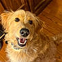 animal, canine, closeup, collar, cute, dog, domestic, friendly, fur, golden_retriever, happy, house, indoor, looking_up, mammal, pet, portrait, sitting, smiling, wooden_floor