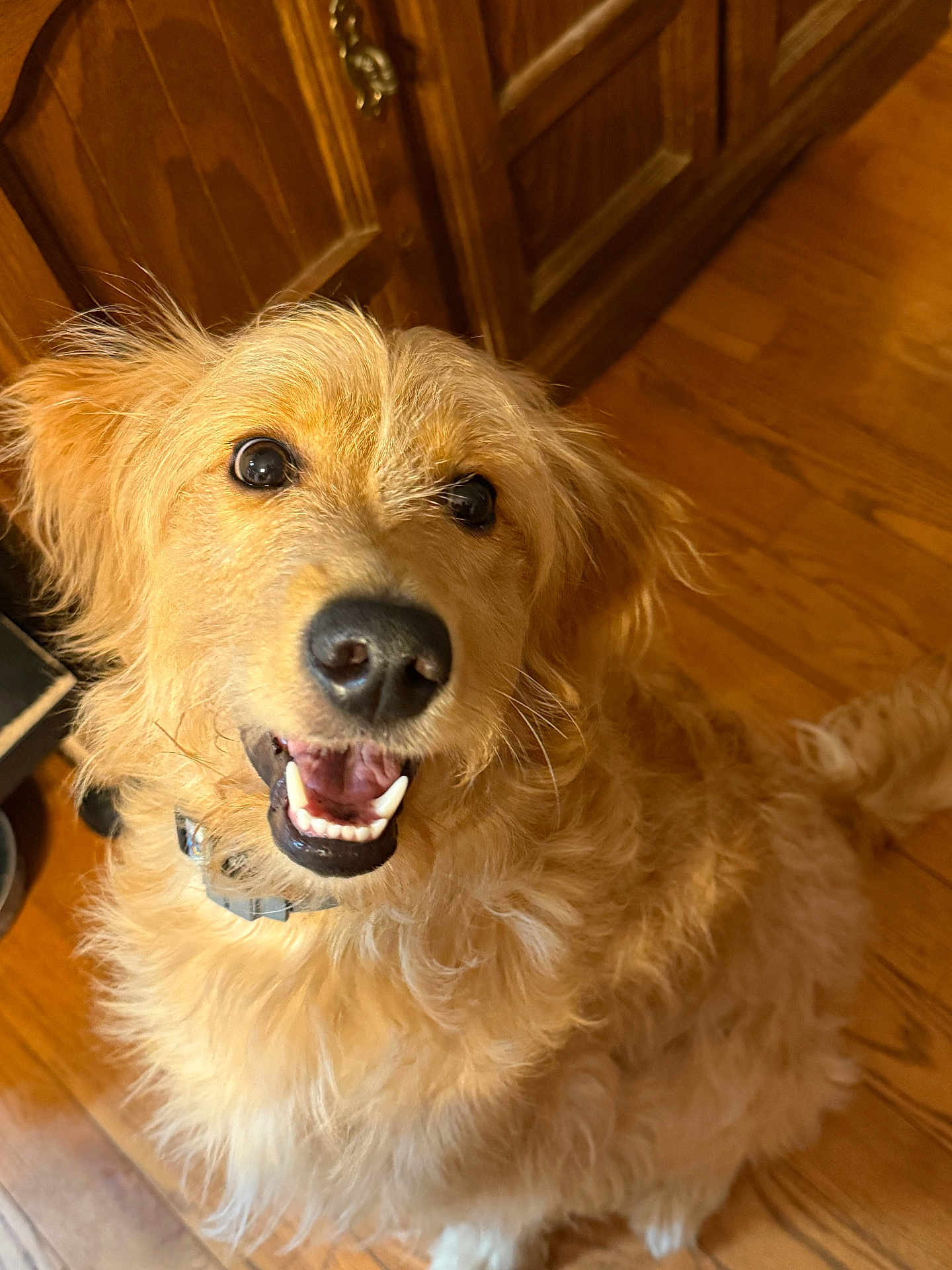 Cleopatra Renesmee joined the competition — help win amazing prizes! animal, canine, closeup, collar, cute, dog, domestic, friendly, fur, golden_retriever, happy, house, indoor, looking_up, mammal, pet, portrait, sitting, smiling, wooden_floor