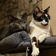 Evelyne Taillandier participe au concours pour gagner de l'argent avec cette photo : cat, cats, gray_cat, white_cat, brown_spots, yellow_eyes, blue_eyes, feline, pet, cozy, blanket, resting, indoor, stone_wall, focused, animal, whiskers, paw, fur, cute