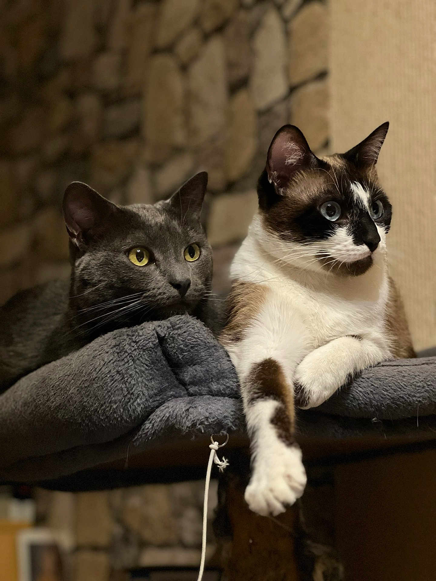 Evelyne Taillandier participe au concours pour gagner de l'argent avec cette photo : cat, cats, gray_cat, white_cat, brown_spots, yellow_eyes, blue_eyes, feline, pet, cozy, blanket, resting, indoor, stone_wall, focused, animal, whiskers, paw, fur, cute