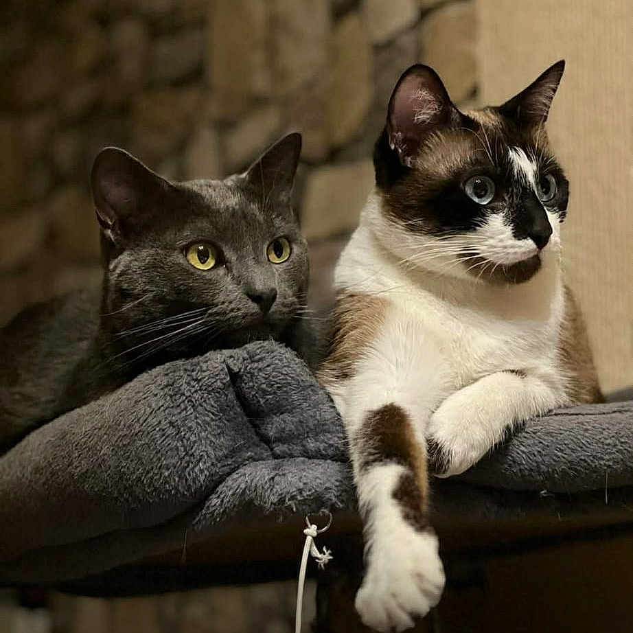 Sparco Et Alpine participe au concours pour gagner de l'argent avec cette photo : cat, cats, gray_cat, siamese_cat, yellow_eyes, blue_eyes, feline, pet, indoor, plush_blanket, resting, closeup, whiskers, ears, paw, fur, animal, cute, companion, relaxed