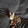 cat, kitten, tabby, striped_fur, pet, animal, couch, sofa, indoor, sitting, sleepy, relaxed, ears, whiskers, paws, tail, brown_fur, gray_fur, portrait, cozy