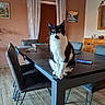 cat, tuxedo_cat, black_and_white, pet, animal, sitting, portrait, indoors, dining_room, dining_table, chairs, furniture, home, interior, curtains, window, wall_art, wood_floor, alert, whiskers