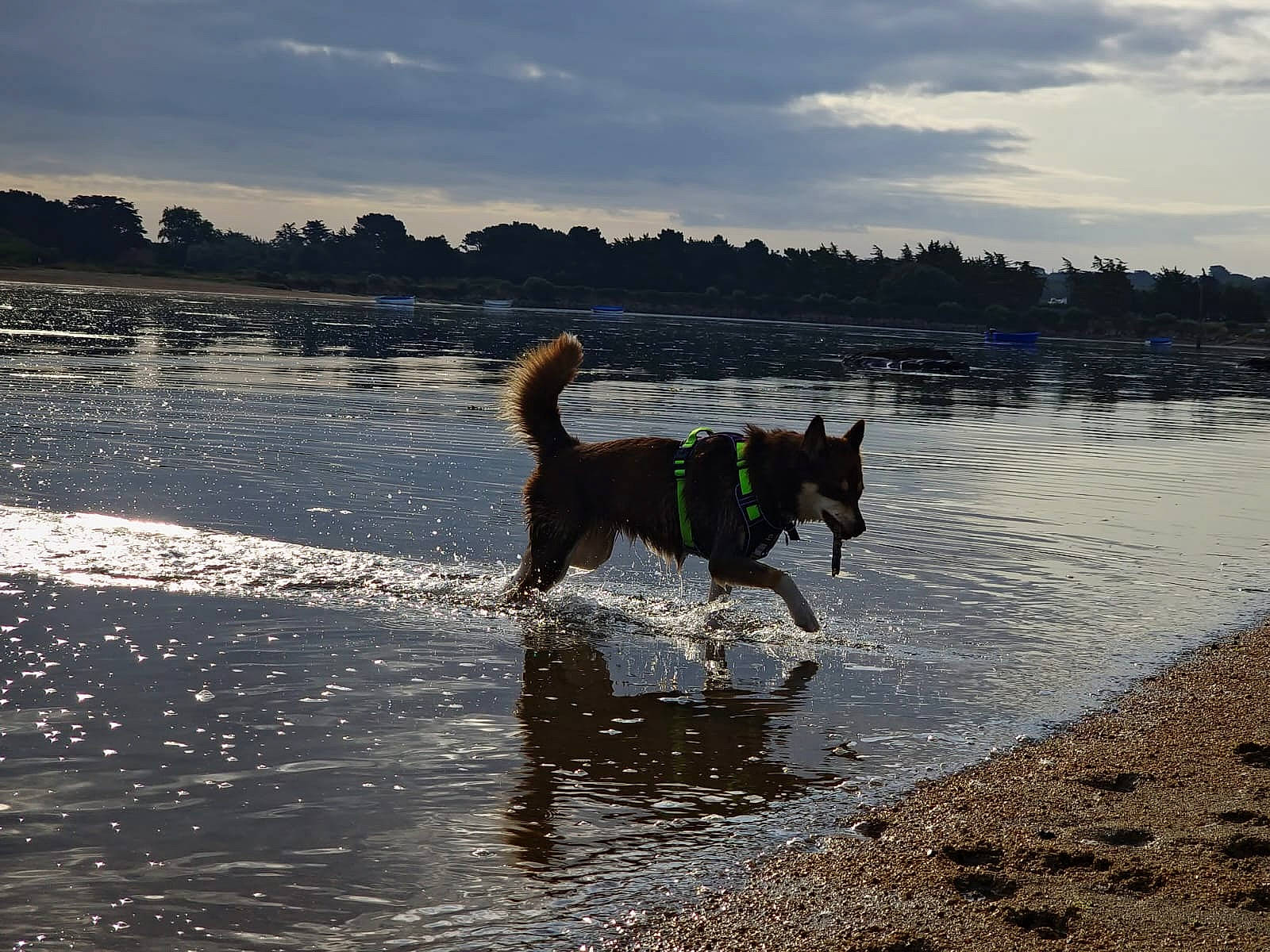 Toscane participe au concours pour gagner de l'argent avec cette photo : beach, carnivore, cloud, collar, companion_dog, dog, dog_breed, horizon, lake, liquid, recreation, reservoir, shore, sky, sporting_group, water, watercourse, wave, wind_wave, working_animal