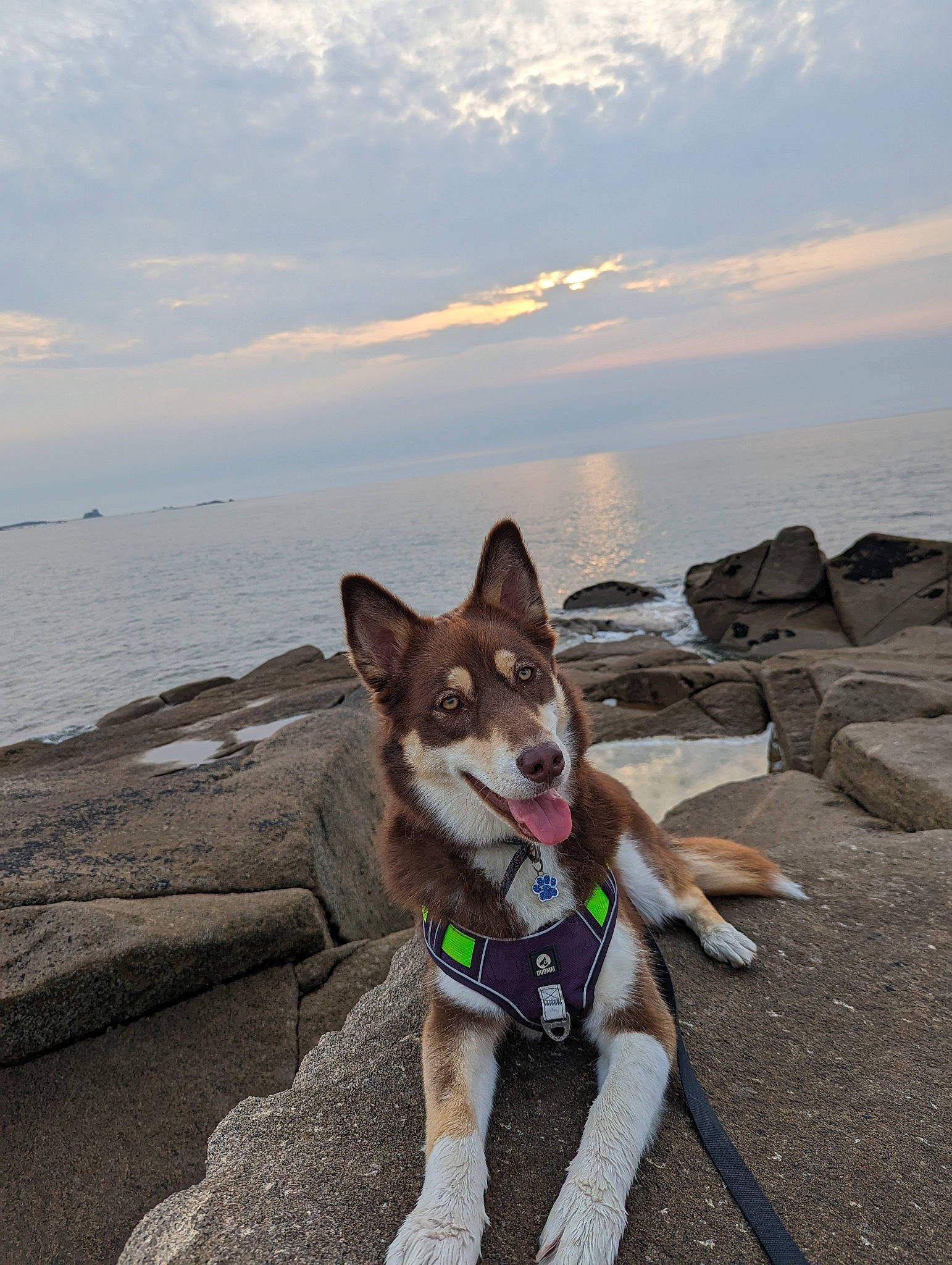 Toscane a rejoint le concours — aidez-le/la à gagner de superbes lots ! carnivore, cloud, coast, collar, companion_dog, dog, dog_breed, horizon, lake, landscape, leash, ocean, recreation, rock, sky, tail, water, wood, working_animal, working_dog