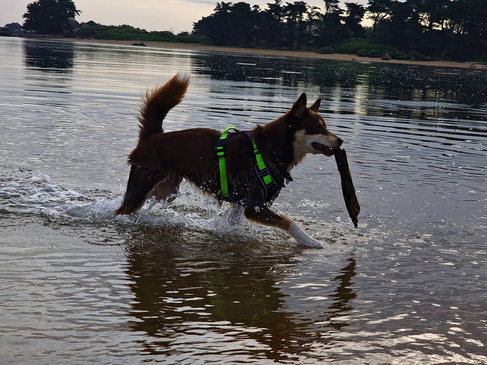 Toscane a rejoint le concours — aidez-le/la à gagner de superbes lots ! canidae, carnivore, collar, companion_dog, dog, dog_breed, dog_collar, dog_supply, gun_dog, lake, leash, pet_supply, recreation, sky, sporting_group, tail, tree, water, wind_wave, working_animal