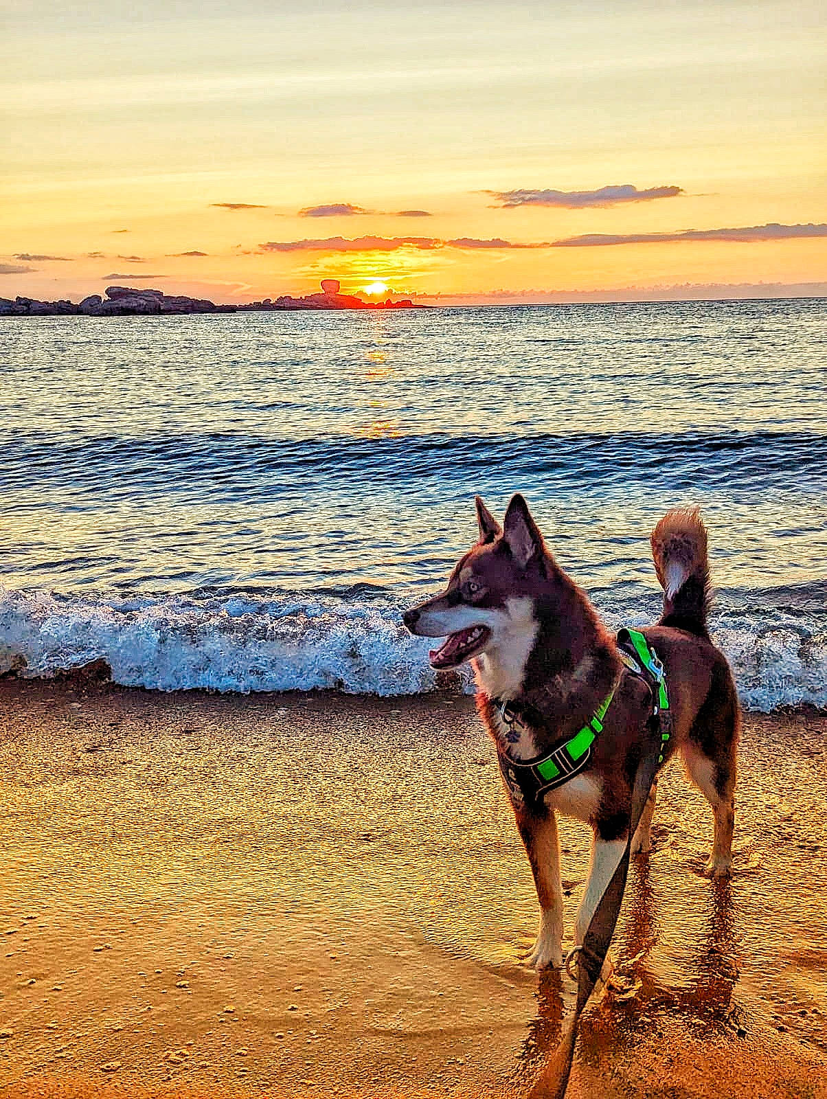 Toscane participe au concours pour gagner de l'argent avec cette photo : beach, carnivore, cloud, dog, dog_breed, fawn, happy, horizon, landscape, people_in_nature, sand, shore, sky, sporting_group, summer, sunrise, sunset, water, wind_wave, working_animal