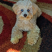 Minni is registered to the contest to win money with this photo: animal, blue_eyes, carpet, companion, curly_fur, cute, dog, domestic_animal, fluffy, friendly, fur, household, indoor, laying_down, looking_at_camera, mammal, multicolored, pet, portrait, tail_up