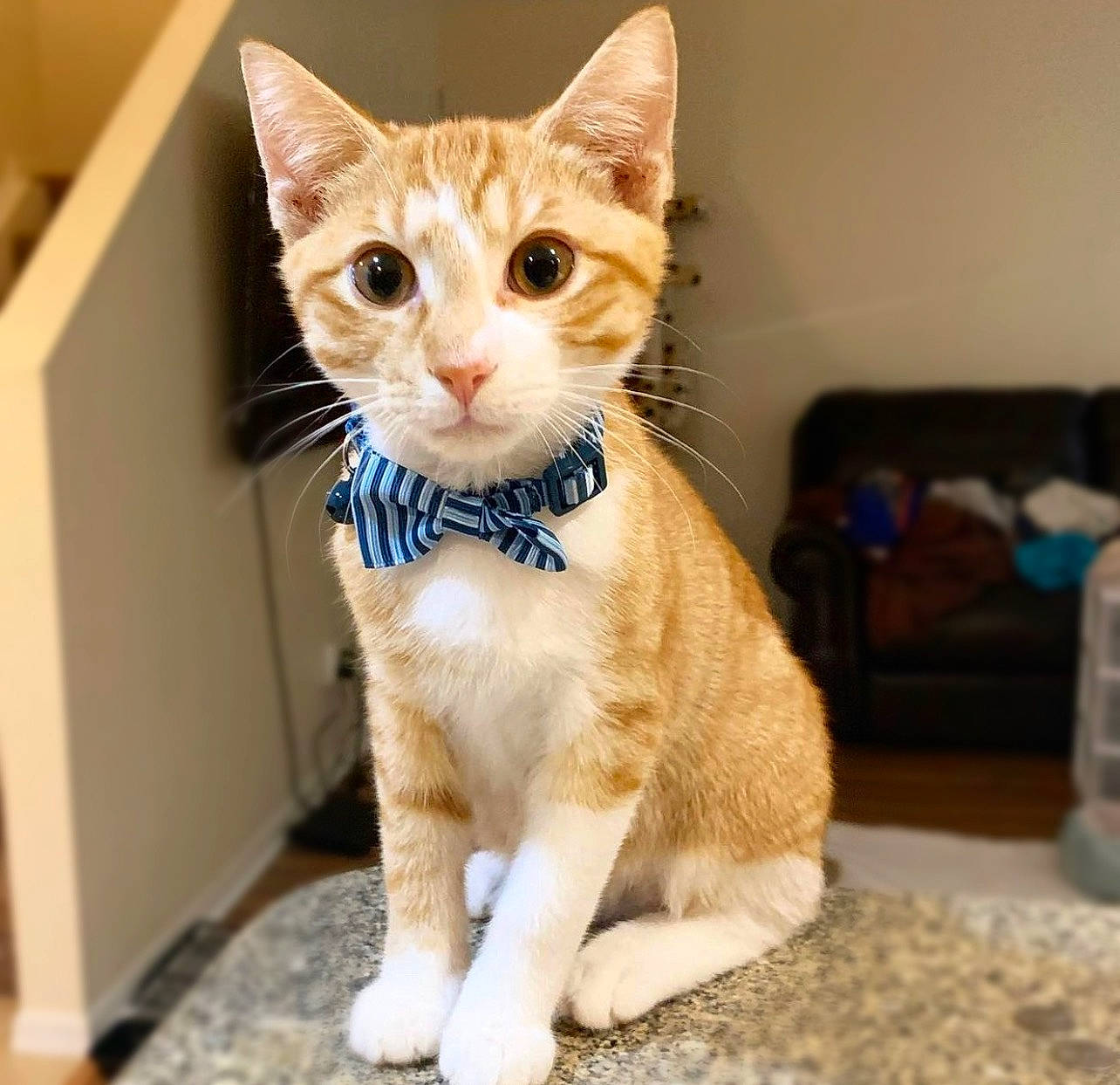 Dodge joined the competition — help win amazing prizes! carnivore, cat, claw, collar, domestic_short_haired_cat, fawn, felidae, fur, iris, paw, pet_supply, sitting, small_to_medium_sized_cats, snout, tail, whiskers