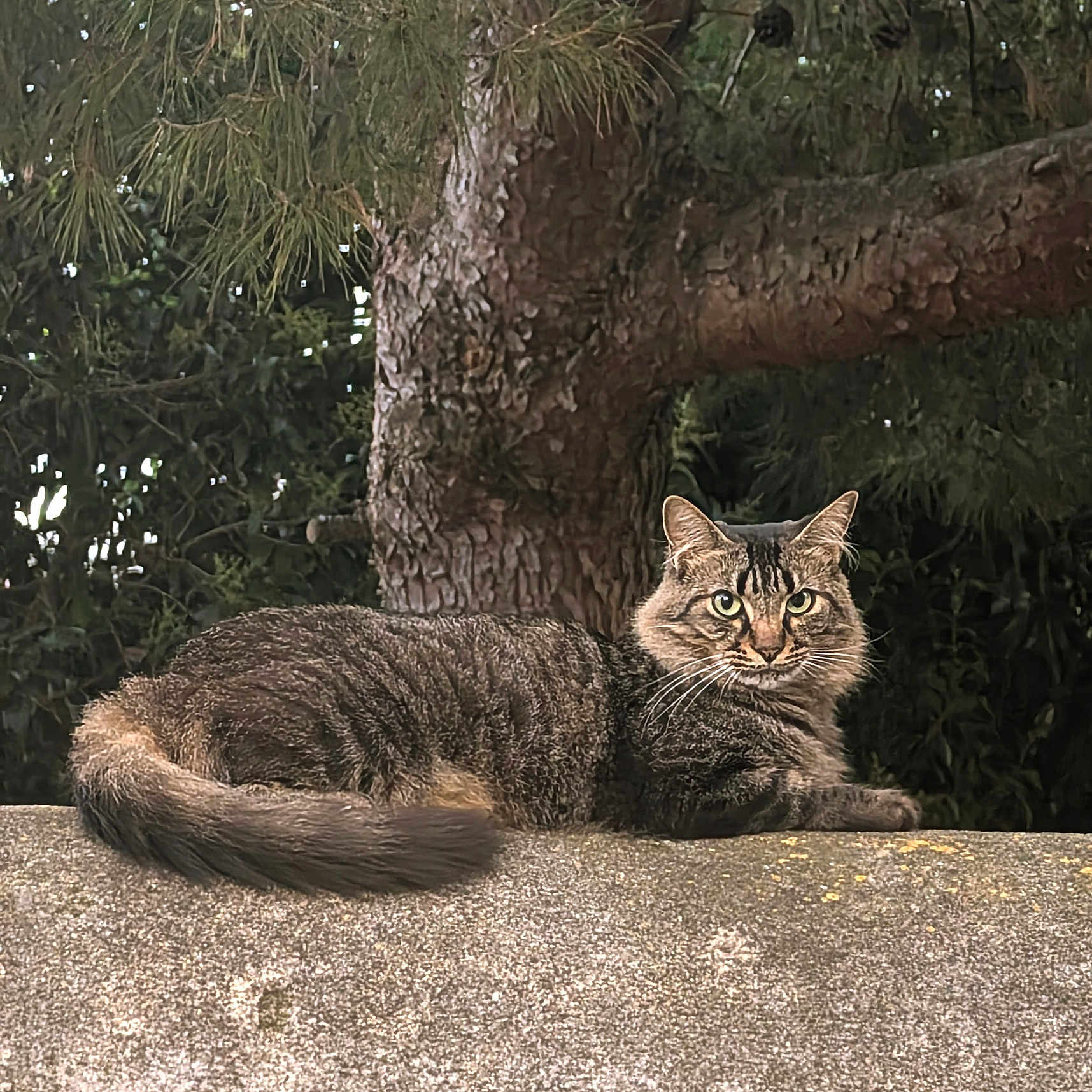 Tikie a rejoint le concours — aidez-le/la à gagner de superbes lots ! alert, animal, branch, cat, closeup, daylight, fauna, fur, greenery, leaf, mammal, nature, outdoor, pet, resting, stone_wall, tabby_cat, tree, whiskers, wildlife