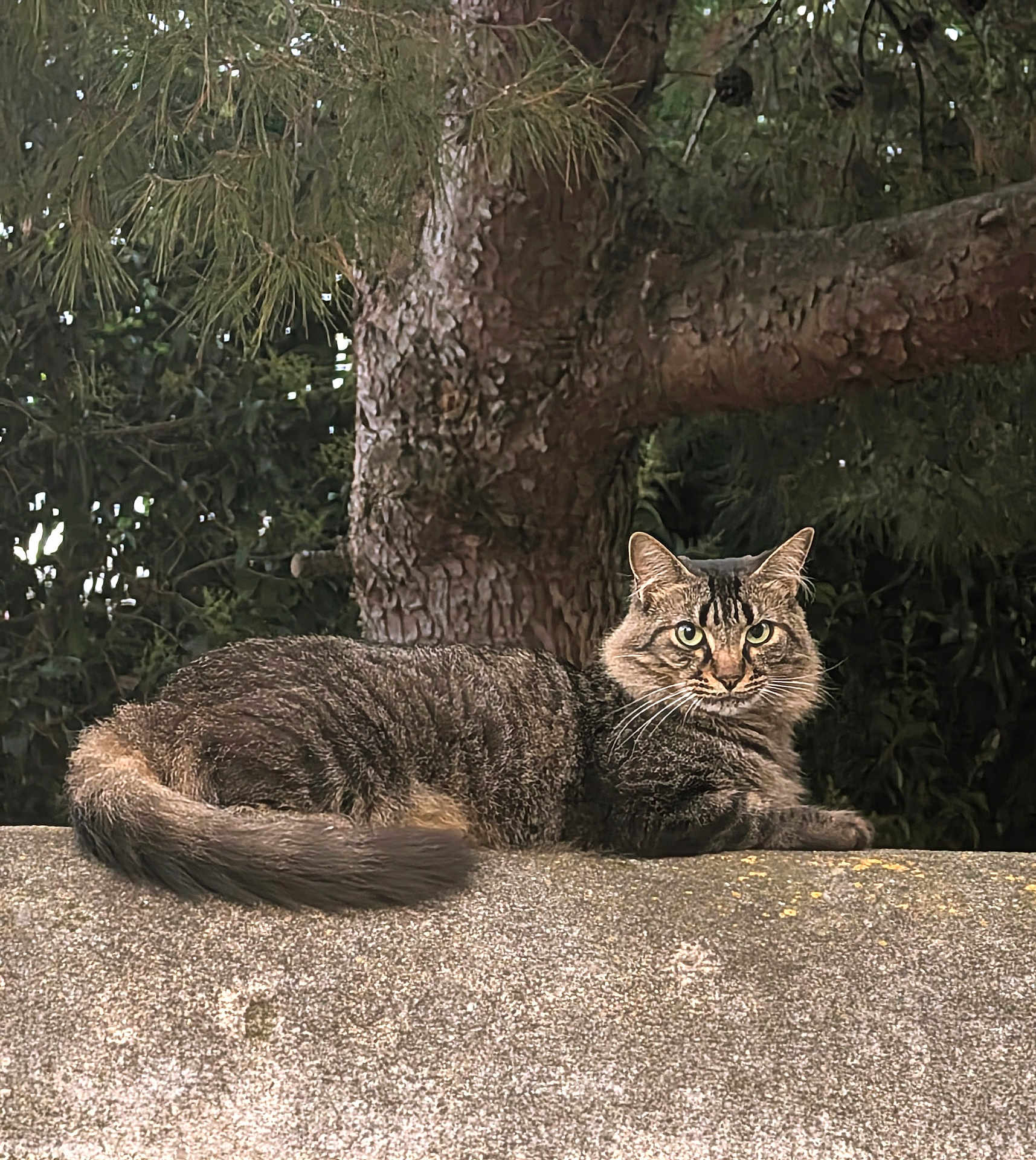 Tikie a rejoint le concours — aidez-le/la à gagner de superbes lots ! cat, tabby_cat, animal, outdoor, nature, tree, stone_wall, greenery, fur, whiskers, alert, resting, pet, mammal, wildlife, leaf, branch, daylight, closeup, fauna