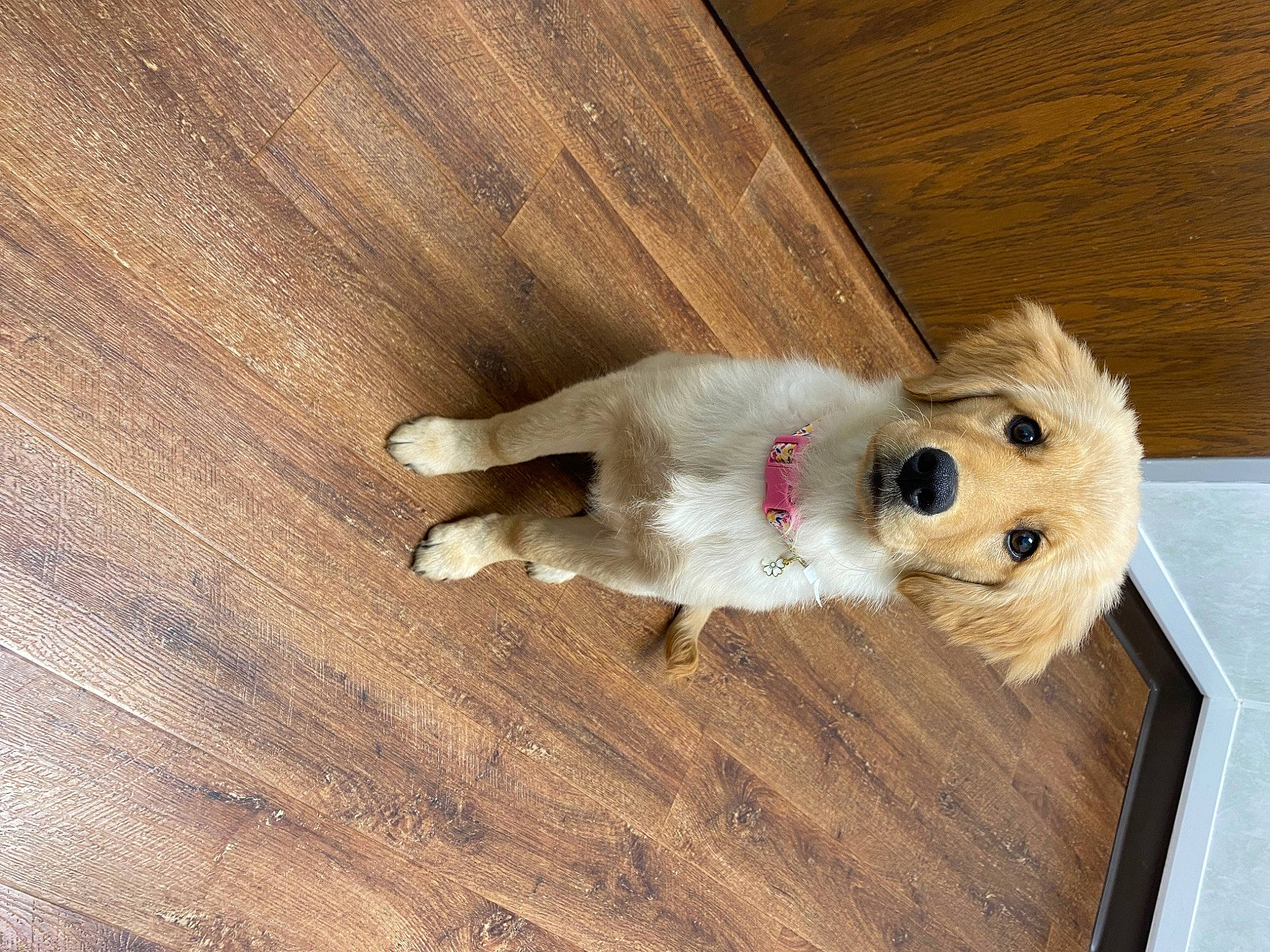 Khaleesi is registered to the contest to win money with this photo: canidae, carnivore, companion_dog, dog, dog_breed, dog_supply, floor, flooring, hardwood, laminate_flooring, plank, plywood, snout, tail, toy, varnish, whiskers, wood, wood_flooring, wood_stain