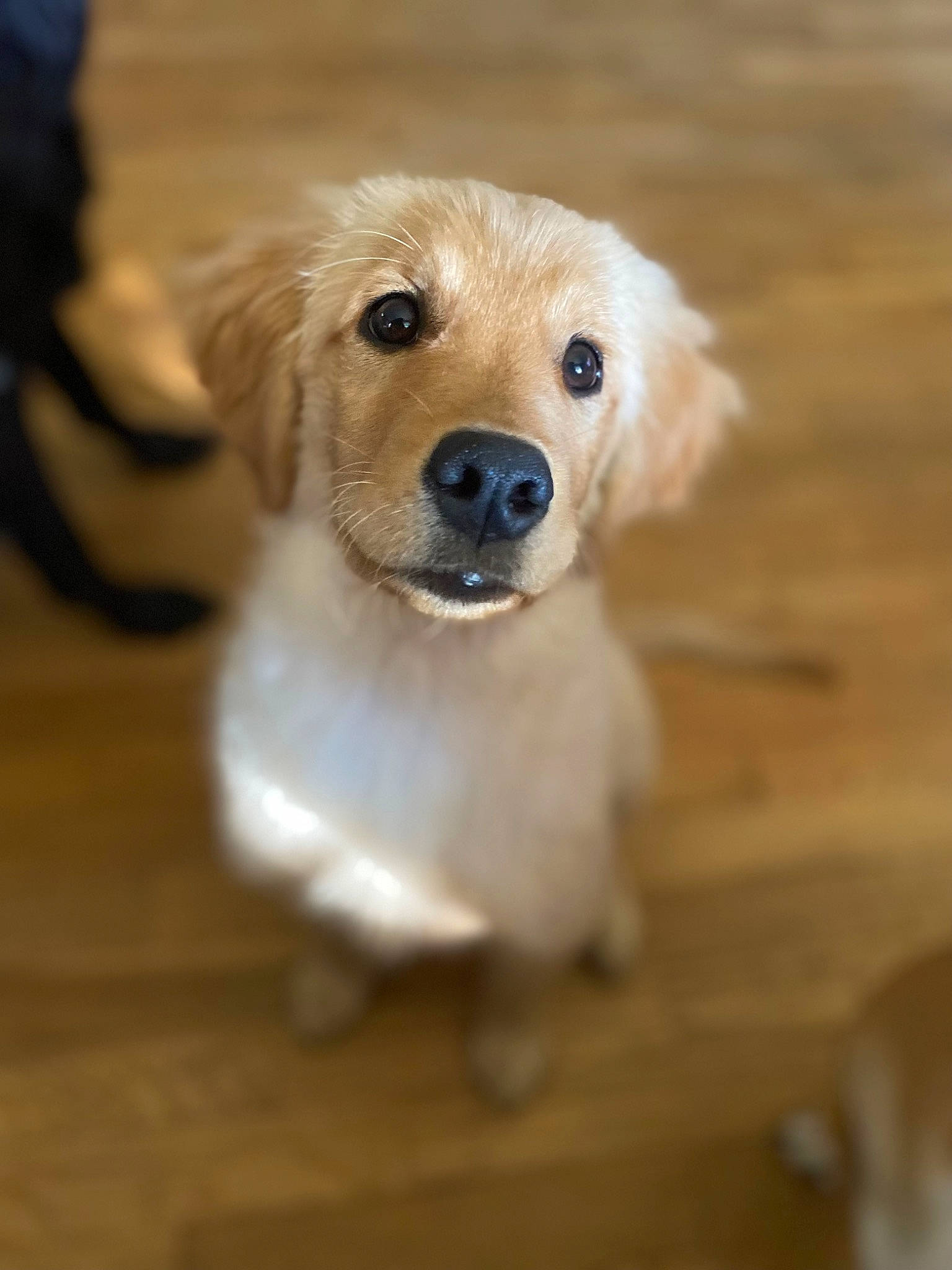 Khaleesi joined the competition — help win amazing prizes! canidae, carnivore, companion_dog, dog, dog_breed, fawn, flooring, fur, hardwood, laminate_flooring, plank, snout, sporting_group, toy_dog, varnish, whiskers, wood, wood_flooring, wood_stain, working_animal