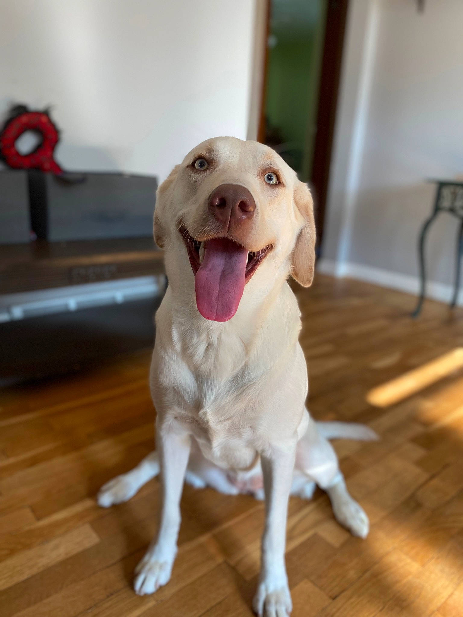 Athena joined the competition — help win amazing prizes! canidae, carnivore, companion_dog, dog, dog_breed, dog_collar, fang, fawn, flooring, hardwood, laminate_flooring, plank, snout, terrestrial_animal, varnish, whiskers, wood, wood_flooring, wood_stain, working_animal