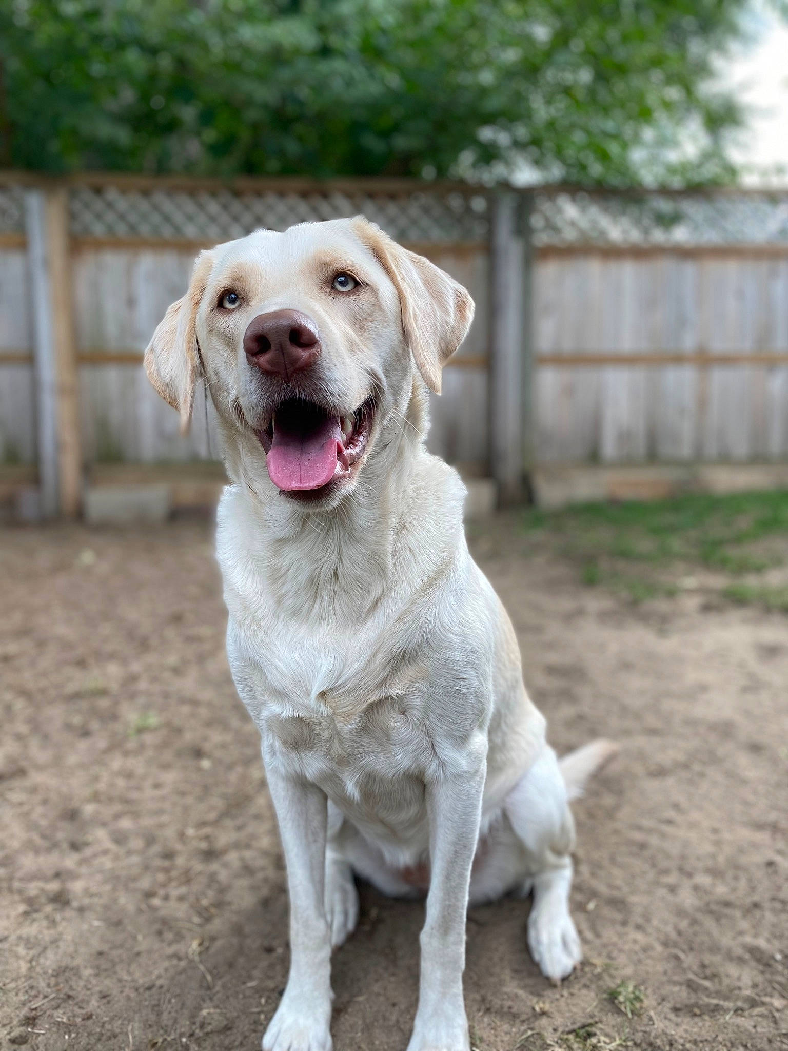 Athena is registered to the contest to win money with this photo: canidae, carnivore, collar, companion_dog, dog, dog_breed, dog_collar, fawn, fence, gun_dog, labrador_retriever, liver, plant, retriever, snout, sporting_group, tail, tree, whiskers, working_animal