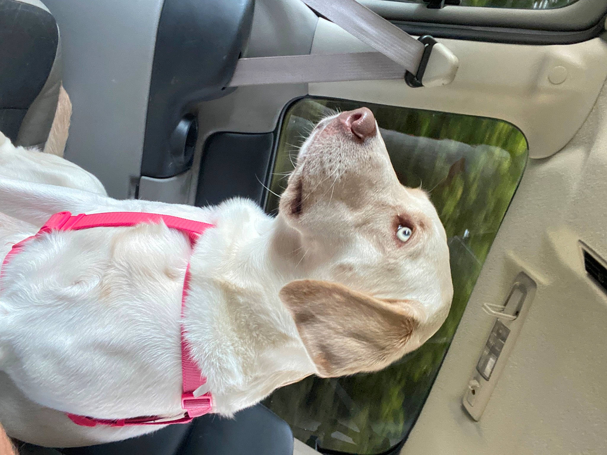 Athena is registered to the contest to win money with this photo: auto_part, car, car_seat, car_seat_cover, carnivore, collar, comfort, companion_dog, dog, dog_breed, family_car, fawn, head_restraint, liver, motor_vehicle, snout, sporting_group, vehicle, vehicle_door, working_animal