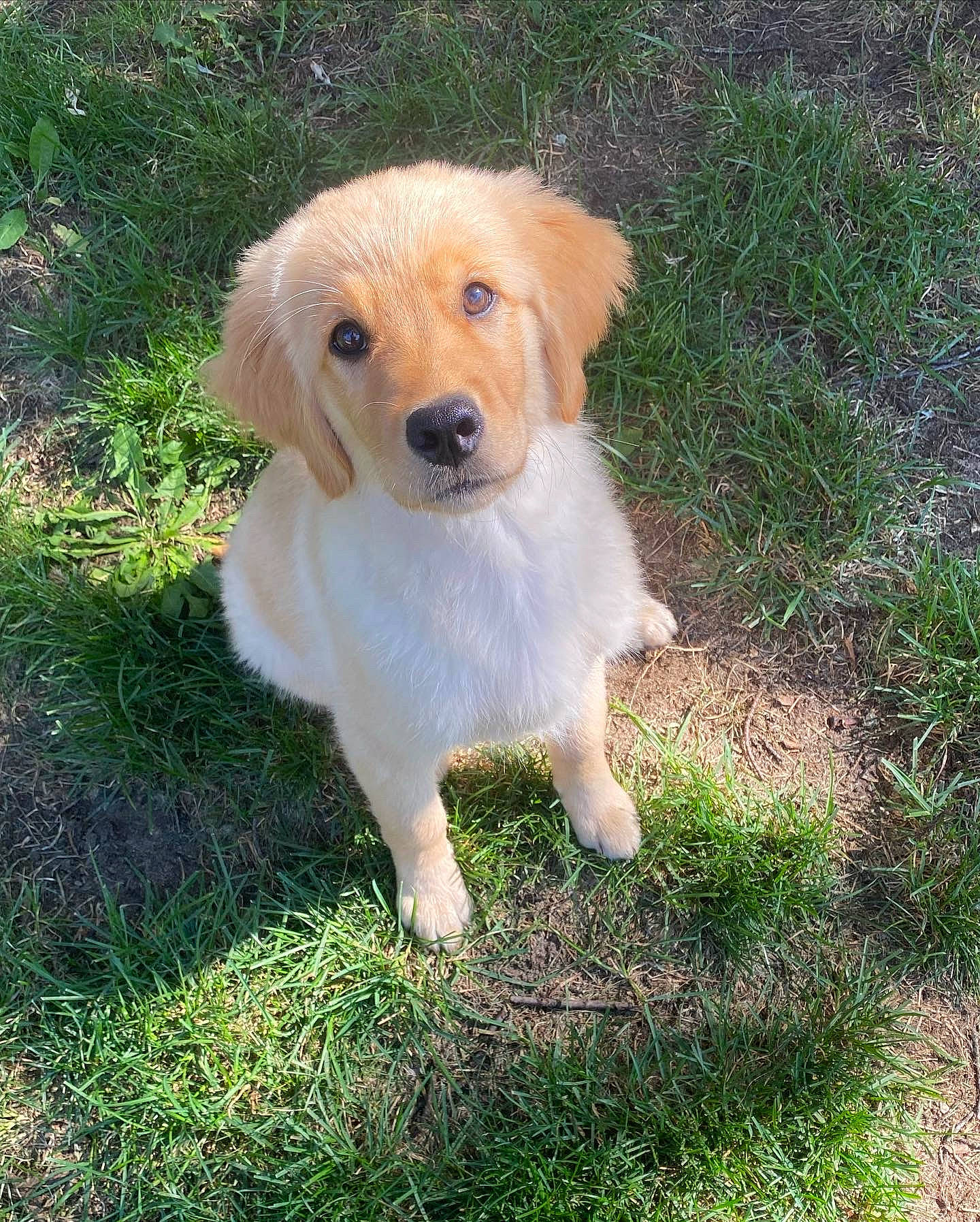 Athena joined the competition — help win amazing prizes! ancient_dog_breeds, canidae, carnivore, companion_dog, dog, dog_breed, fawn, fur, grass, gun_dog, plant, puppy, small_greek_domestic_dog, snout, sporting_group, tail, terrestrial_animal, whiskers, working_dog