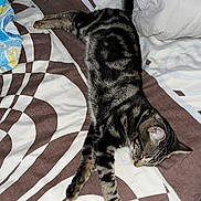 Félix participe au concours pour gagner de l'argent avec cette photo : abyssinian, animal, back, bed, bedroom, blanket, cat, couch, cushion, furniture, homedecor, indoors, kitten, linen, manx, person, pet, quilt, room, sleeping