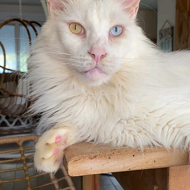 Persée a rejoint le concours — aidez-le/la à gagner de superbes lots ! animal, blue_eye, cat, close_up, domestic_cat, ear, face, feline, fluffy, fur, heterochromia, home, indoor, paw, pet, pink_nose, relaxed, white_cat, wooden_table, yellow_eye
