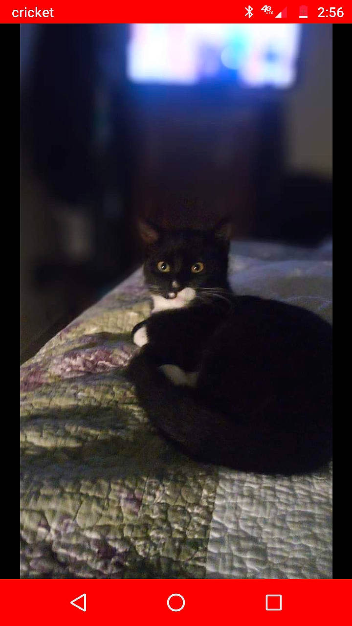 Ajax is registered to the contest to win money with this photo: asian, black, black_cat, carnivore, cat, darkness, domestic_short_haired_cat, ear, eye, felidae, light, mouth, organism, photography, polydactyl_cat, sky, small_to_medium_sized_cats, snapshot, snout, whiskers