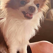 Samuel is registered to the contest to win money with this photo: dog, small_dog, fluffy, indoor, pet, animal, window, blinds, person, lap, fur, cute, tongue, teeth, ears, face, legs, light, shadow, cozy