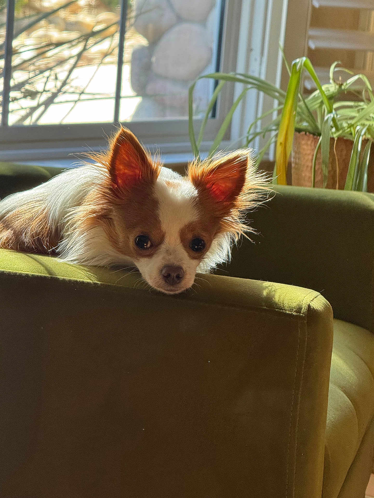 Samuel is registered to the contest to win money with this photo: dog, chihuahua, pet, indoor, couch, green_couch, sunlight, window, plant, houseplant, ears, fur, small_dog, relaxed, portrait, cozy, living_room, daylight, closeup, furniture