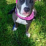 dog, canine, pet, bandana, pink, grass, outdoor, leash, animal, cute, ears, fur, muzzle, portrait, young_dog, sunlight, greenery, playful, looking_up, domestic_animal