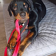 Capone joined the competition — help win amazing prizes! animal, black_coat, brown_coat, collar, cute, dog, domestic_animal, floor, indoor, leash, looking_up, lying_down, paw, pet, playful, puppy, quilted_mat, red_leash, rottweiler, young