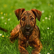 Milo a rejoint le concours — aidez-le/la à gagner de superbes lots ! animal, brindle_coat, brown, canine, close_up, cute, dog, ears, field, flowers, grass, greenery, lying_down, nature, outdoor, pet, playful, portrait, summer, young_dog