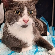 Kirby is registered to the contest to win money with this photo: cat, feline, pet, closeup, green_eyes, pink_nose, whiskers, gray_and_white, towel, striped_towel, indoor, cozy, portrait, cute, ear, paw, bedding, domestic_cat, fur, relaxed