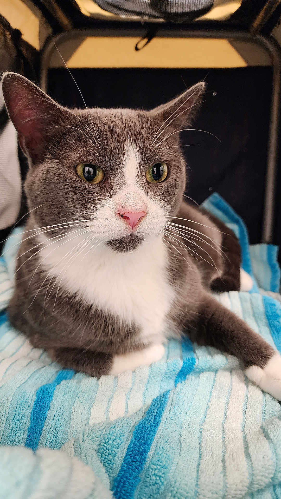 Kirby is registered to the contest to win money with this photo: cat, feline, pet, closeup, green_eyes, pink_nose, whiskers, gray_and_white, towel, striped_towel, indoor, cozy, portrait, cute, ear, paw, bedding, domestic_cat, fur, relaxed