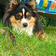 Toby participe au concours pour gagner de l'argent avec cette photo : dog, grass, outdoor, pet, animal, tricolor, ears, eyes, fur, nature, chair, leaf, relaxing, closeup, portrait, garden, summer, canine, muzzle, laying