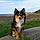 Toby