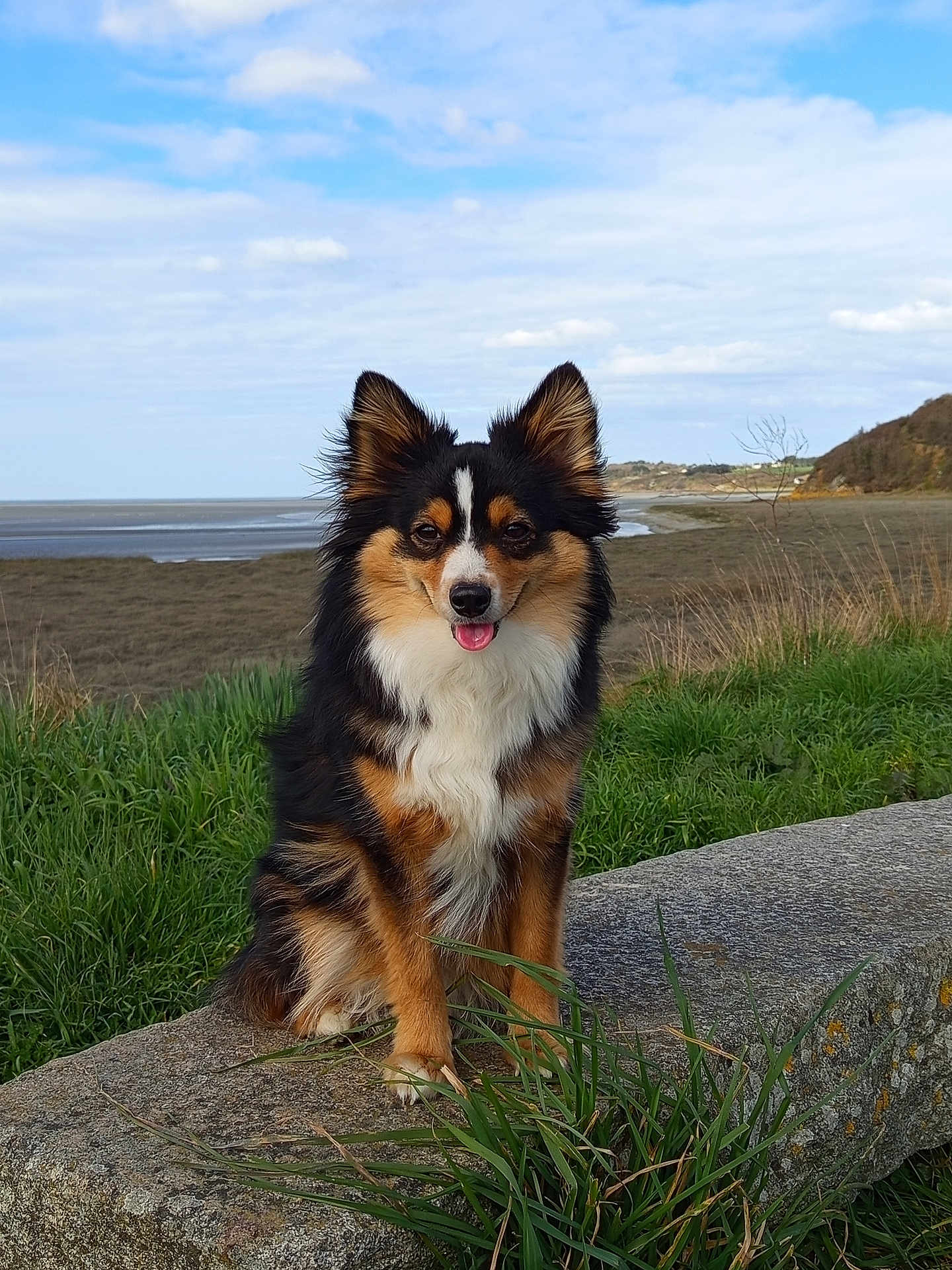 Toby