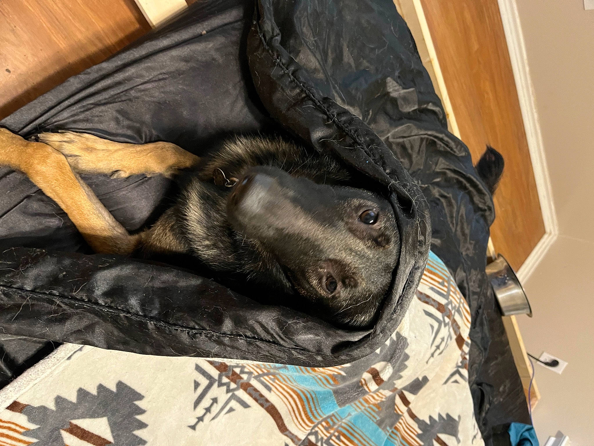 Khaleesi joined the competition — help win amazing prizes! art, bag, bedding, carnivore, comfort, companion_dog, denim, dog, dog_breed, feather, fur, human_leg, leather, linens, painting, pattern, room, thigh, visual_arts, wood