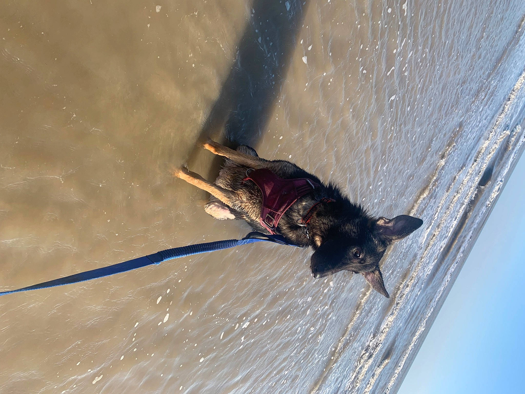 Khaleesi joined the competition — help win amazing prizes! arthropod, bug, cockroach, electric_blue, fluid, fly, foot, insect, liquid, macro_photography, membrane_winged_insect, net_winged_insects, parasite, pest, shadow, tail, terrestrial_animal, water, wing, wood